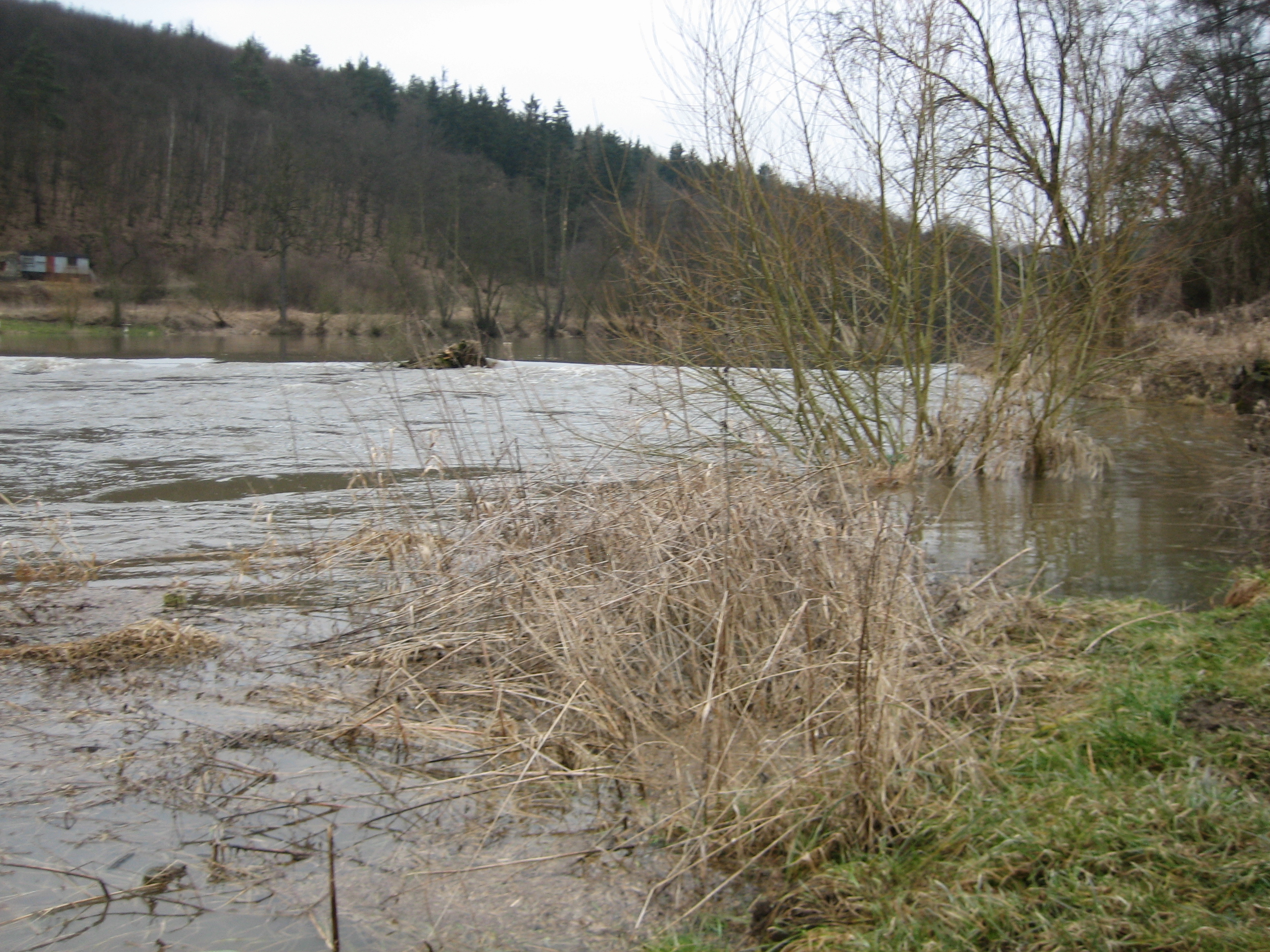 tani--jaro-2009