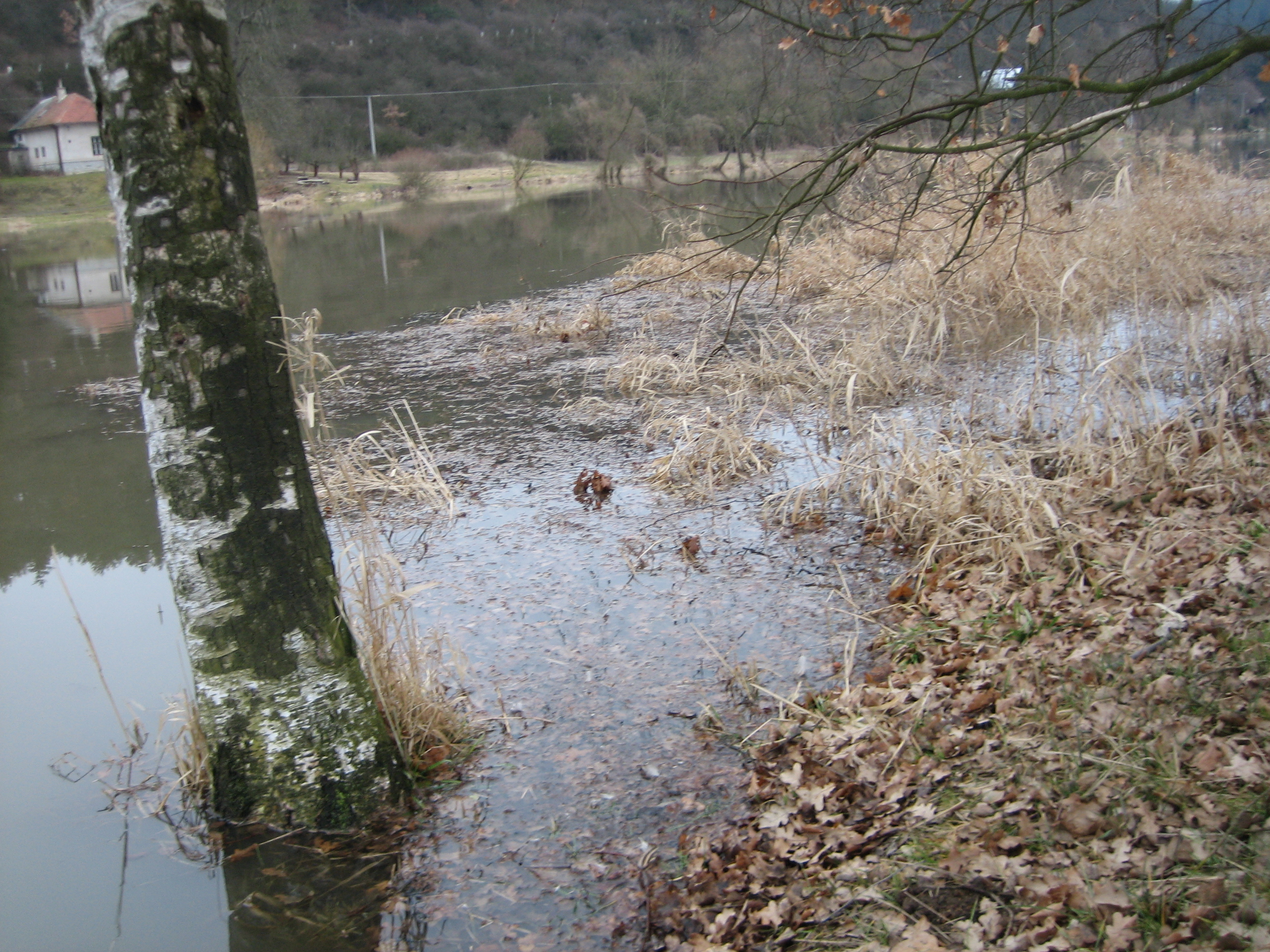 tani--jaro-2009--4-